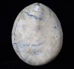 Echinocorys scutata (LESKE 1778) - Bild © FossNet FossilienStore